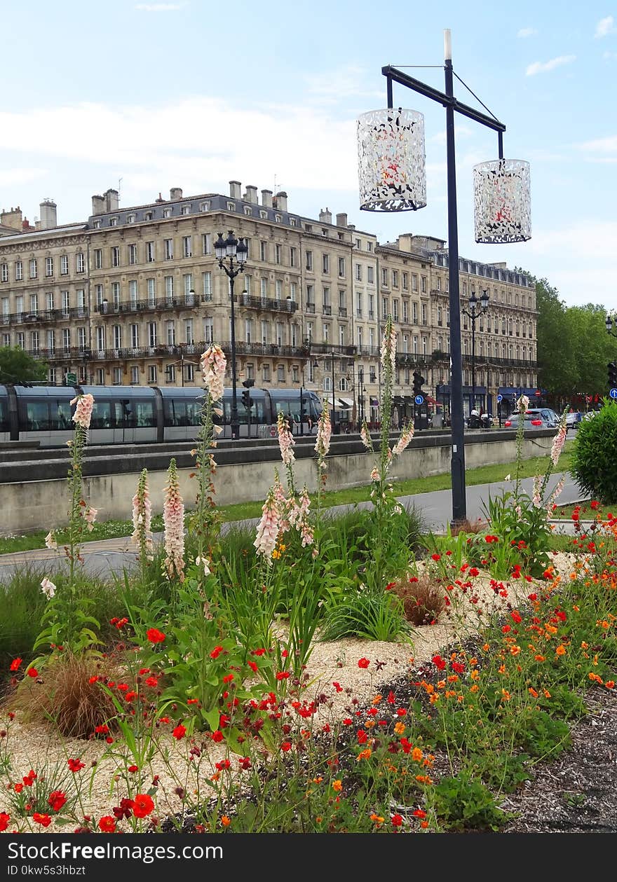 Flower, Plant, City, Sky