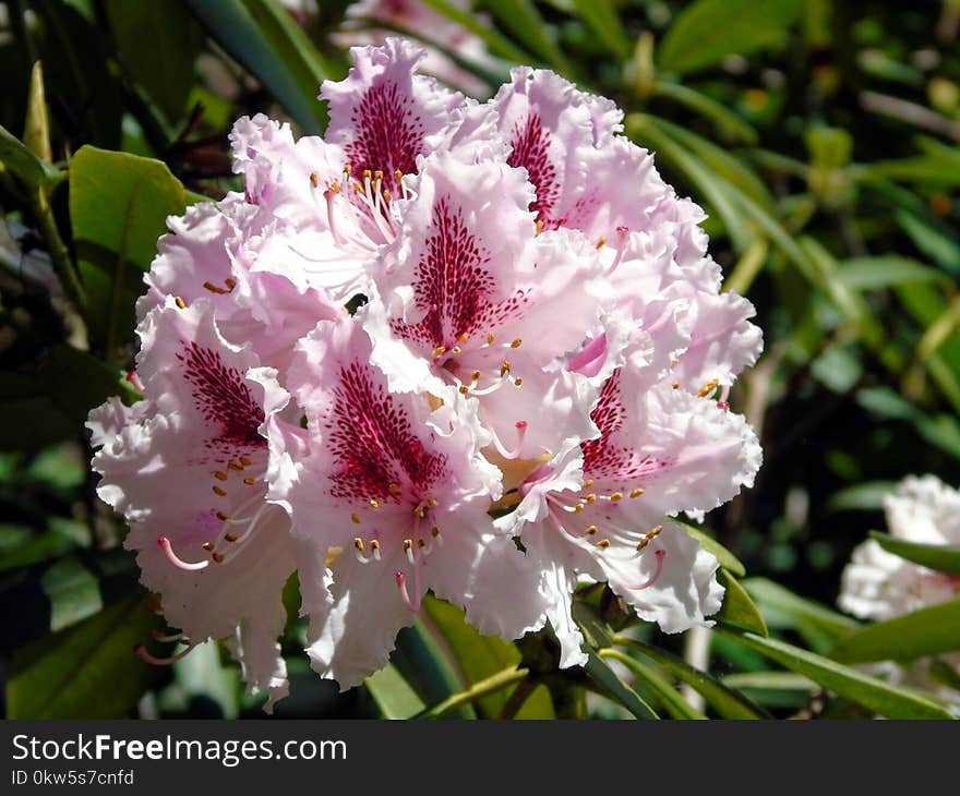 Flower, Plant, Flowering Plant, Flora