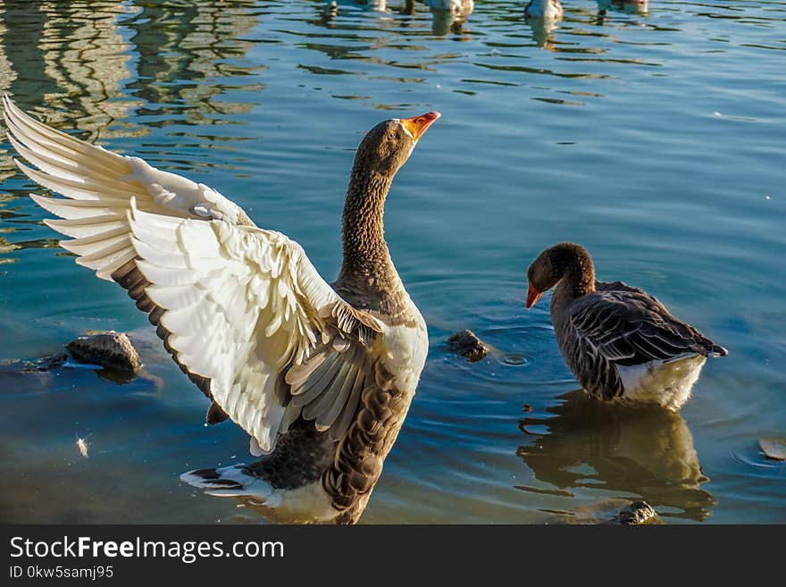 Bird, Water Bird, Water, Duck