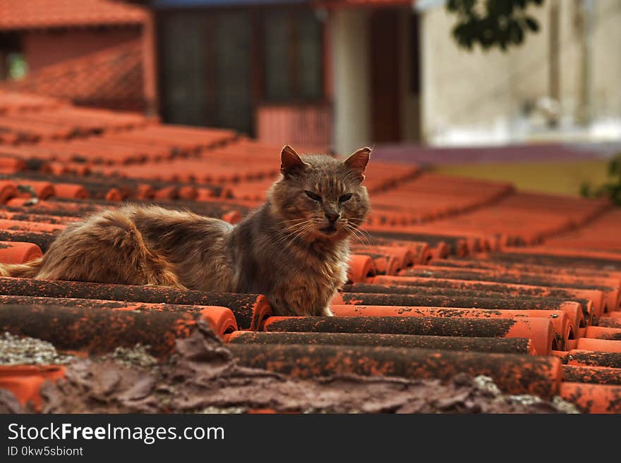 Cat, Small To Medium Sized Cats, Fauna, Whiskers