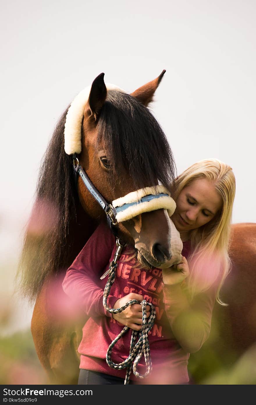 Horse, Bridle, Mammal, Vertebrate