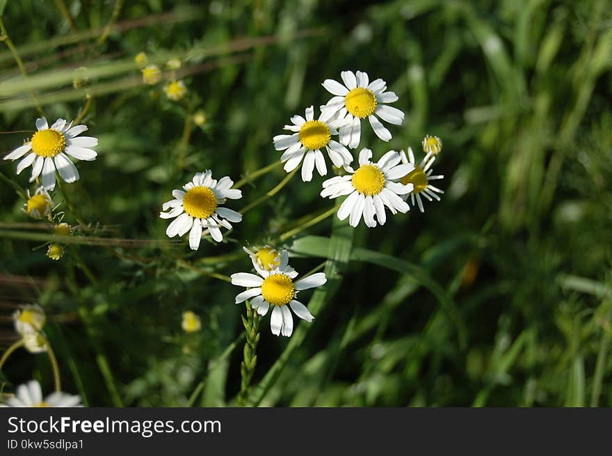 Flower, Chamaemelum Nobile, Flora, Plant