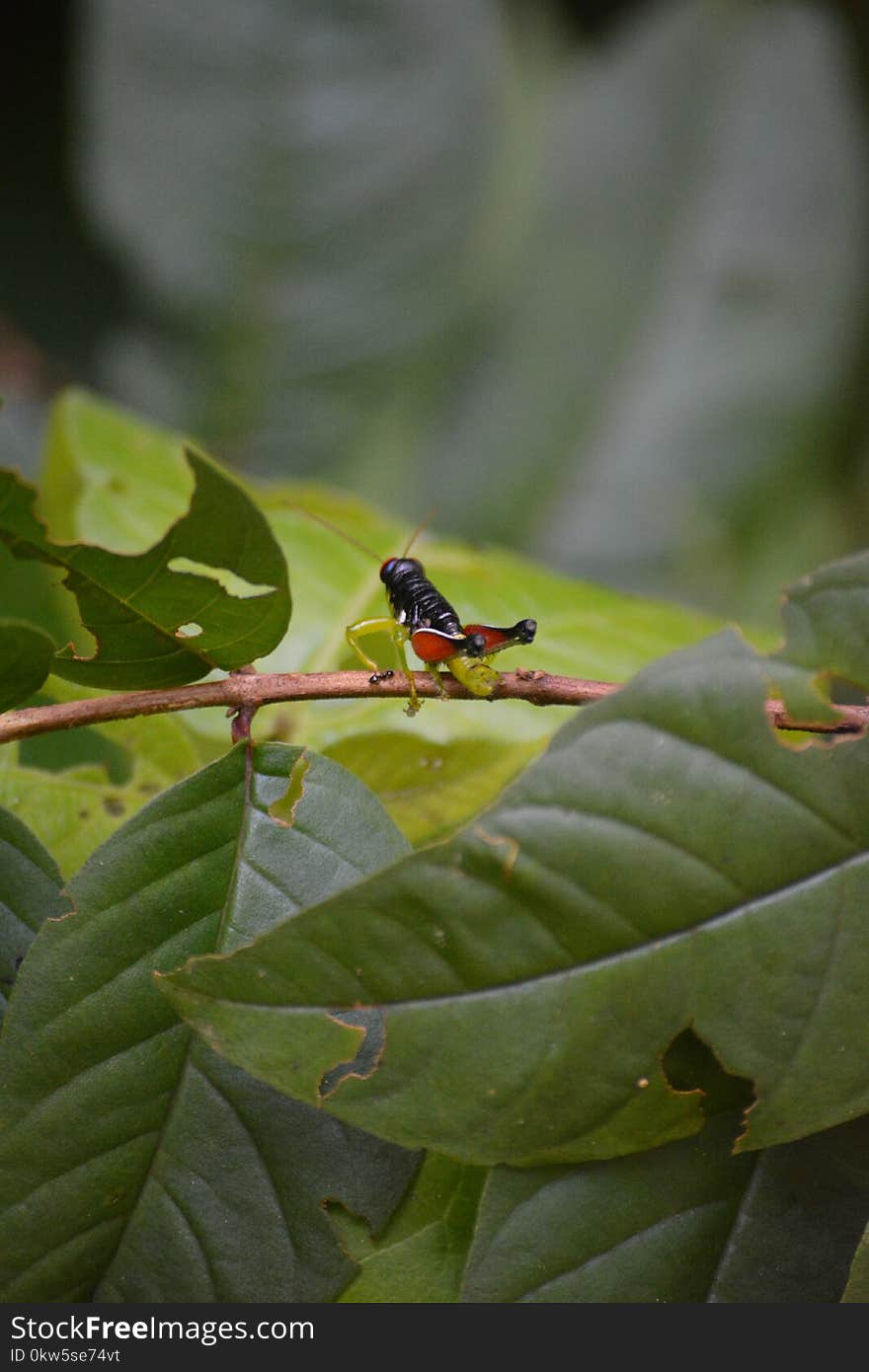 Insect, Leaf, Fauna, Macro Photography