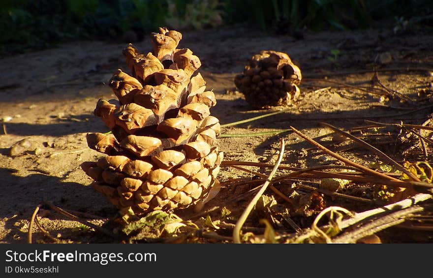 Conifer Cone, Tree