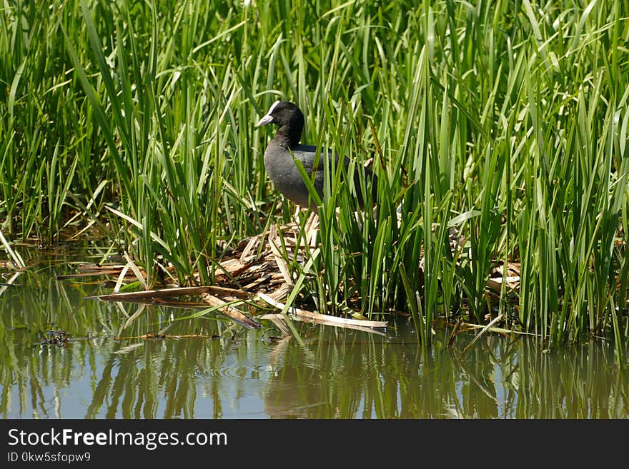 Bird, Ecosystem, Nature Reserve, Fauna