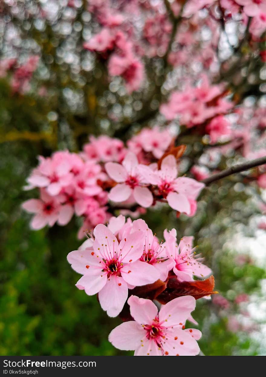 Flower, Pink, Blossom, Plant