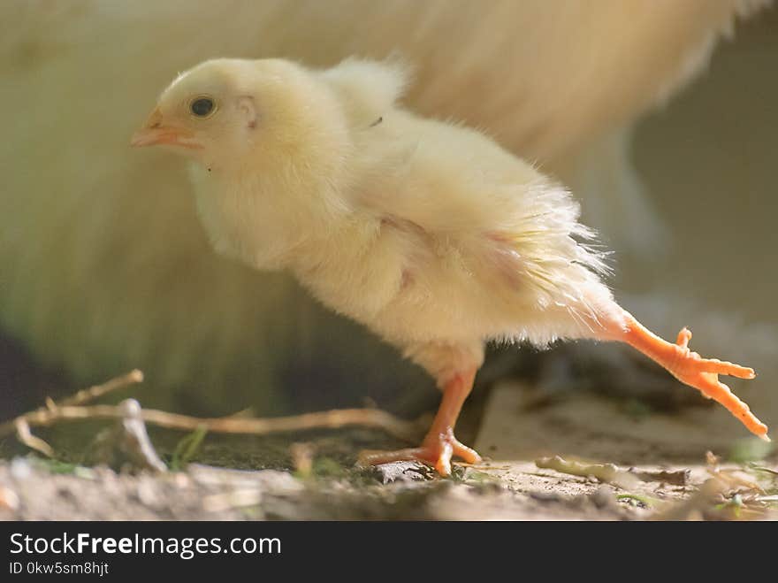 Beak, Bird, Fauna, Chicken