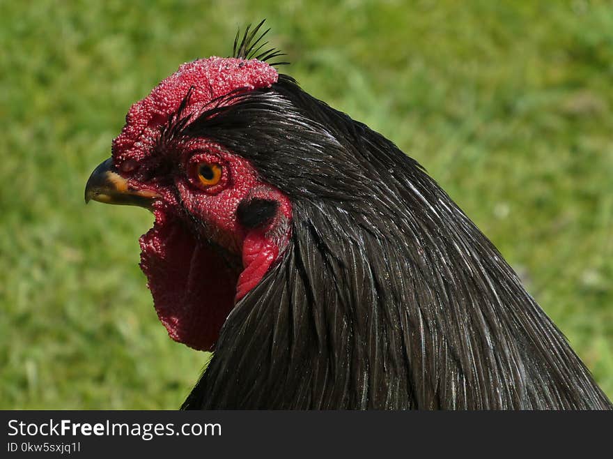 Chicken, Beak, Rooster, Galliformes