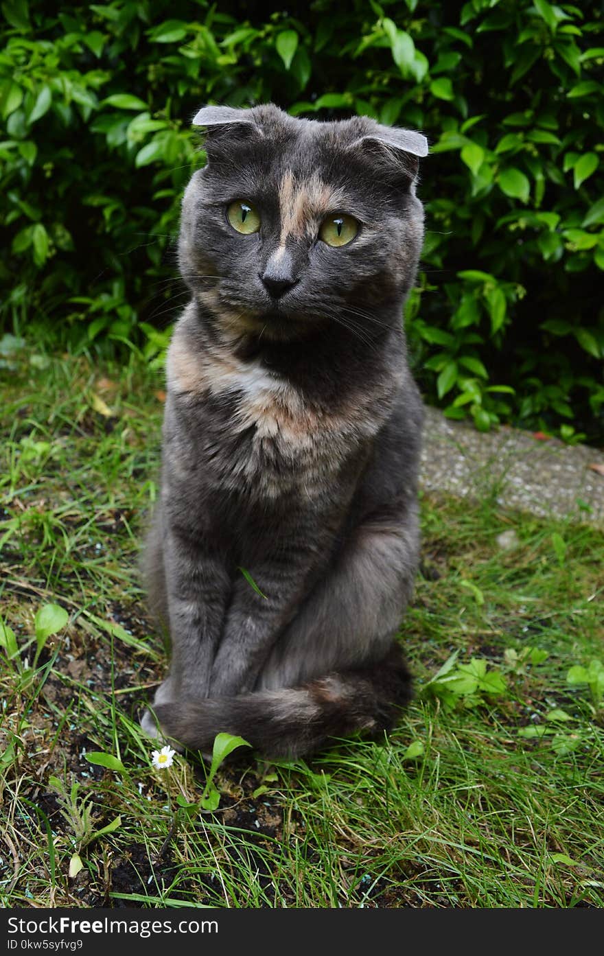 Cat, Fauna, Whiskers, Grass