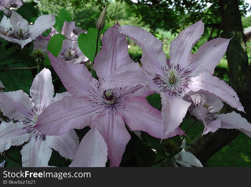 Flower, Plant, Flora, Clematis