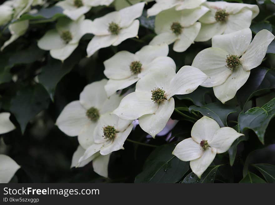 Flower, Plant, Flora, Flowering Plant