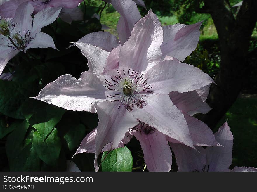 Flower, Plant, Flora, Clematis