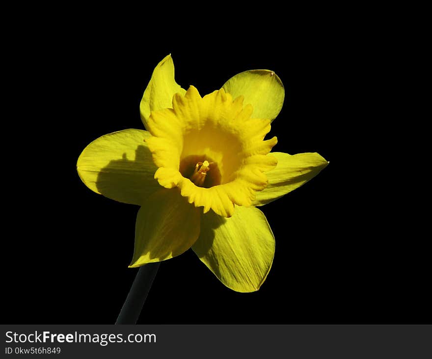 Flower, Yellow, Flora, Flowering Plant