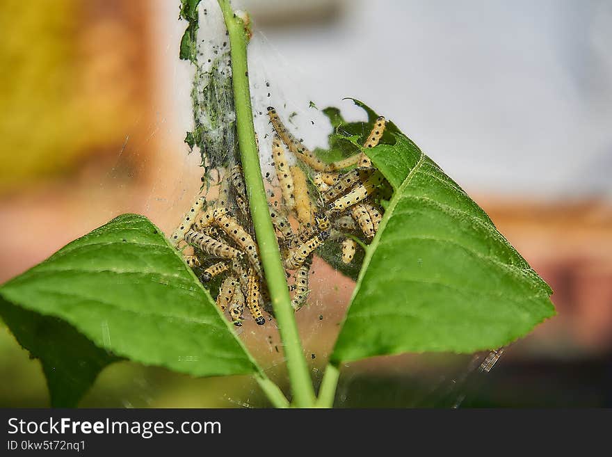 Insect, Leaf, Macro Photography, Invertebrate