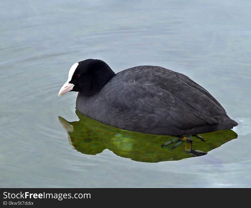 Bird, American Coot, Fauna, Beak