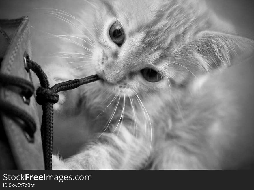 Cat, Whiskers, Black And White, Face