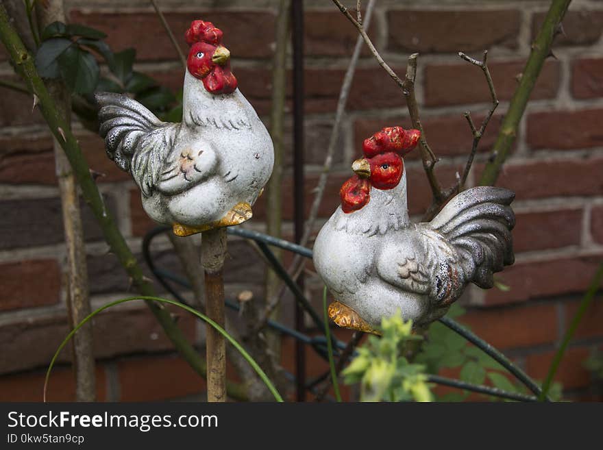 Chicken, Rooster, Galliformes, Bird