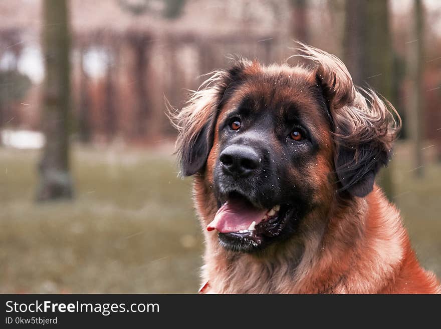 Dog, Dog Breed, Dog Like Mammal, Leonberger