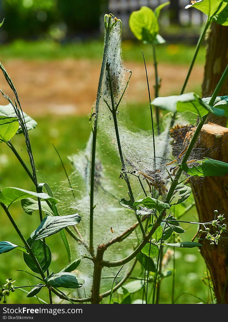 Flora, Vegetation, Plant, Leaf