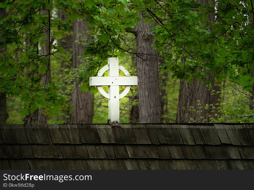 Green, Tree, Wall, Grass