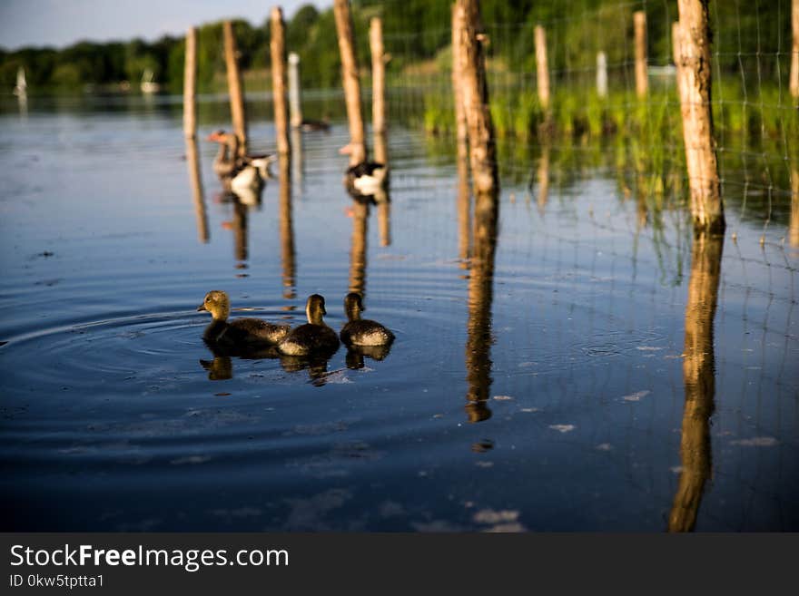 Water, Reflection, Bird, Wetland