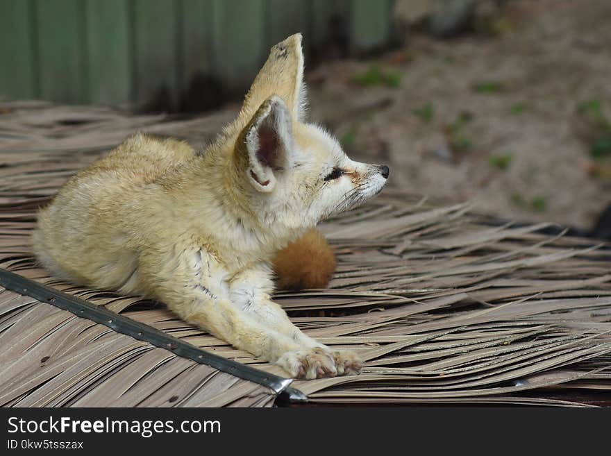 Fox, Fauna, Red Fox, Wildlife