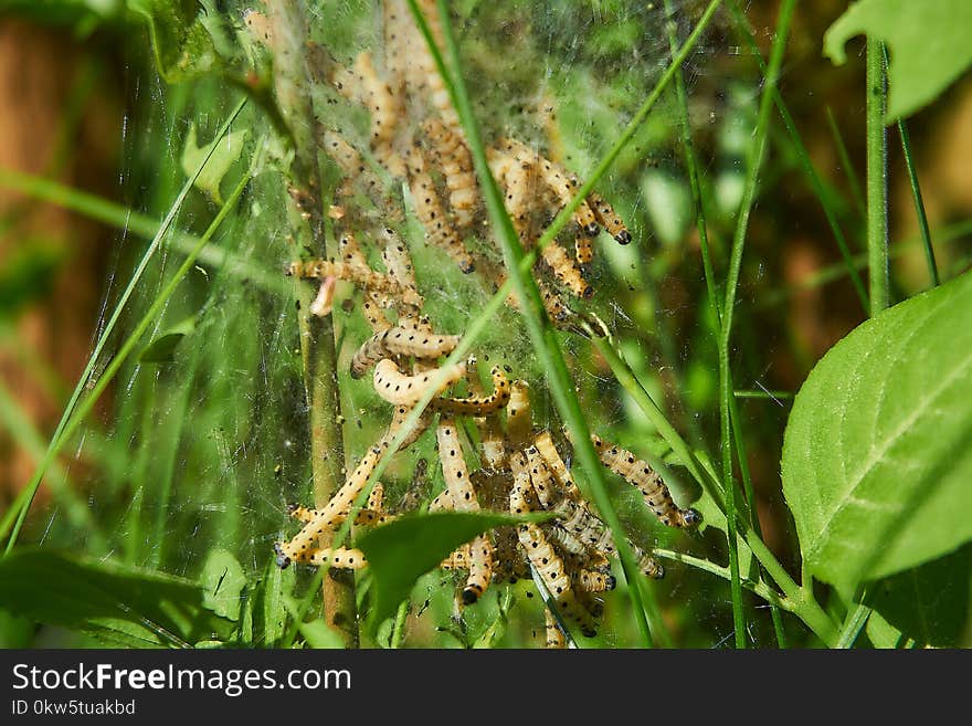 Insect, Grass, Grass Family, Plant Stem