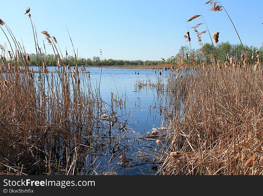 Water, Wetland, Waterway, Marsh