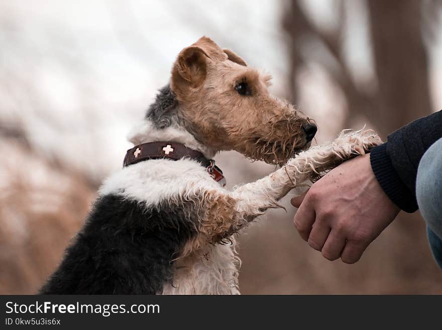 Dog, Dog Breed, Dog Like Mammal, Wire Hair Fox Terrier