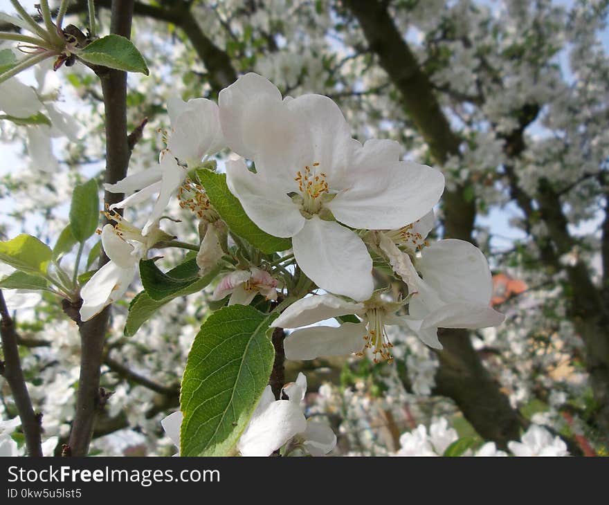 Blossom, Spring, Flora, Flower