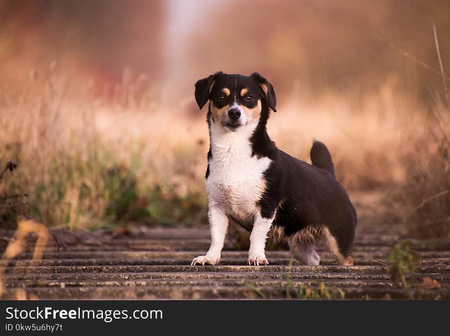 Dog, Dog Breed, Dog Like Mammal, Dog Breed Group