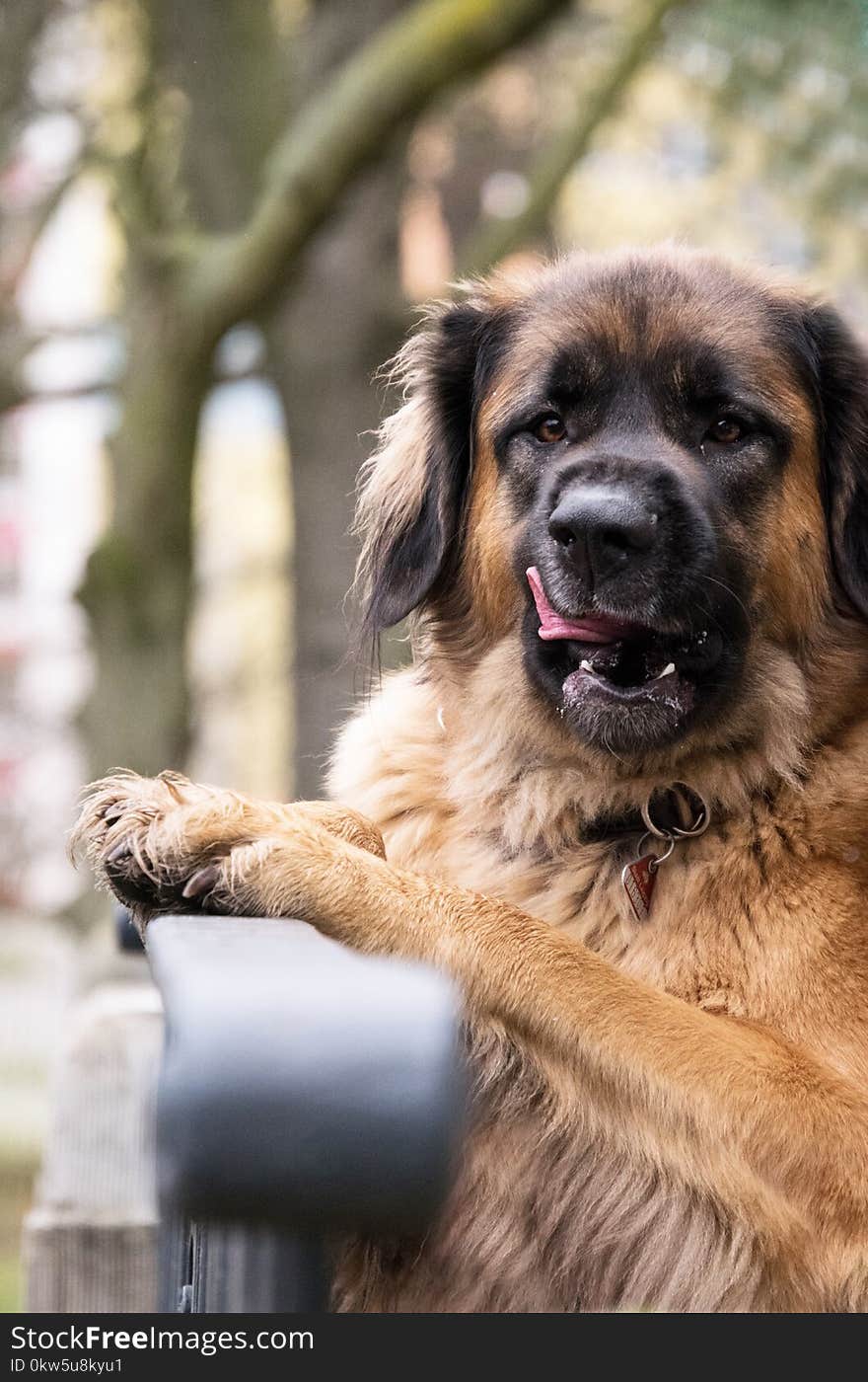 Dog, Dog Breed, Leonberger, Dog Like Mammal