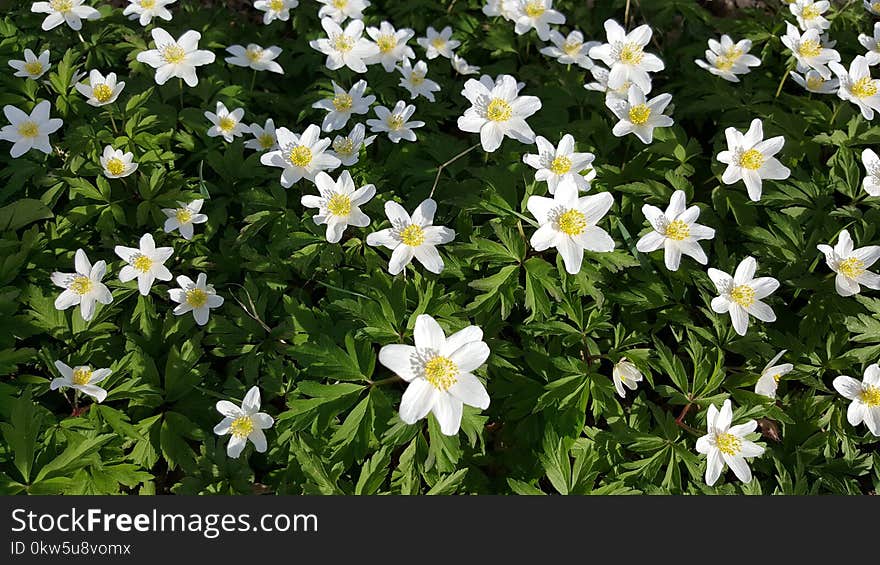 Flower, Plant, Flora, Flowering Plant