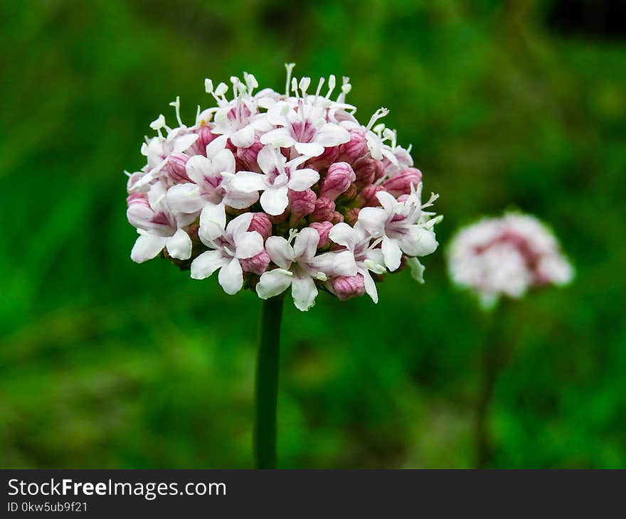 Flower, Plant, Flora, Flowering Plant