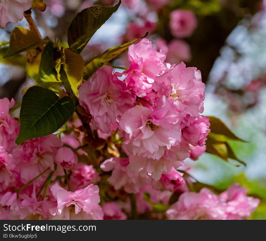 Pink, Blossom, Flower, Cherry Blossom