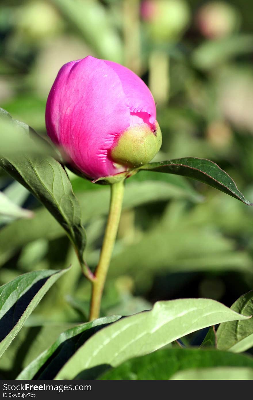 Flower, Plant, Peony, Bud