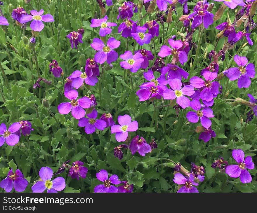 Flower, Plant, Aubretia, Flowering Plant