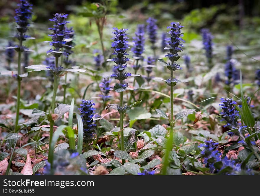 Plant, Flora, Hyssopus, Nepeta