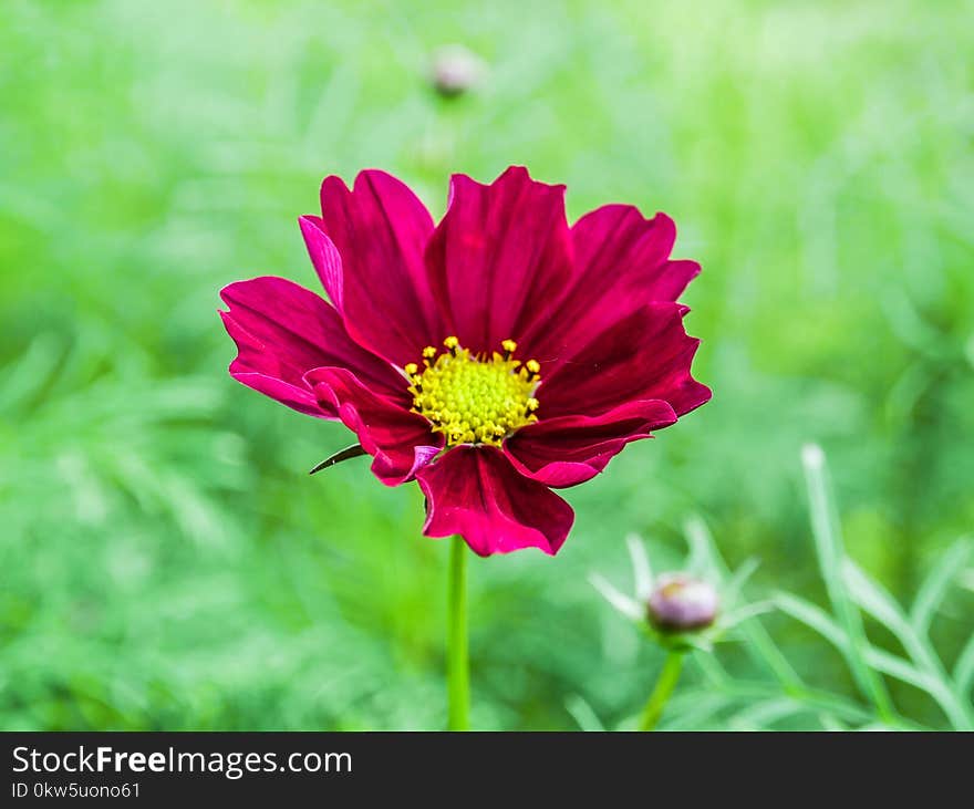 Flower, Garden Cosmos, Plant, Flora