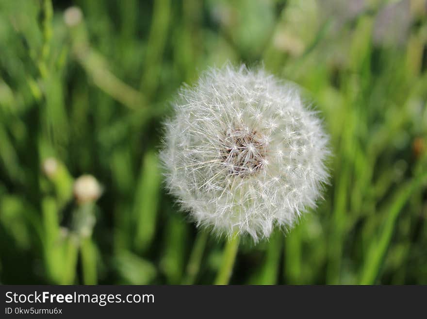 Flower, Dandelion, Flora, Close Up