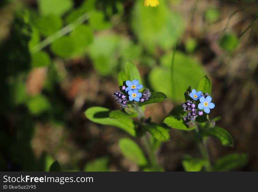 Flora, Flower, Pollinator, Insect