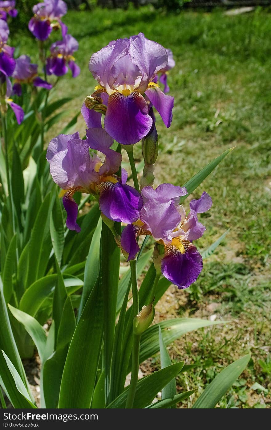 Flower, Plant, Flowering Plant, Iris Versicolor