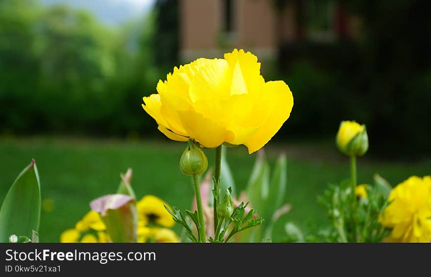 Flower, Yellow, Wildflower, Meadow