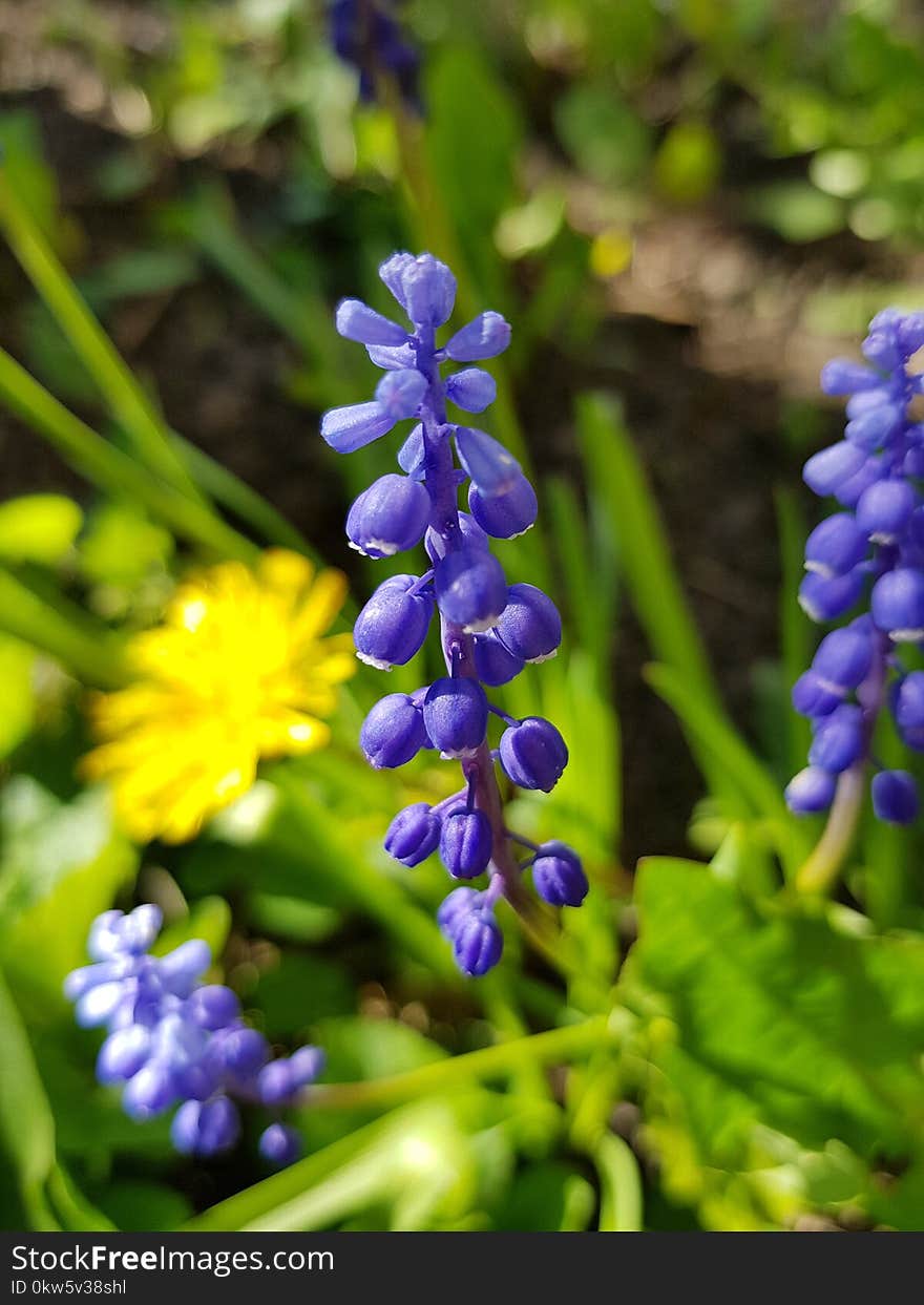 Plant, Flower, Flora, Hyacinth