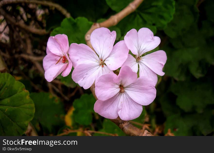 Flower, Flora, Plant, Flowering Plant