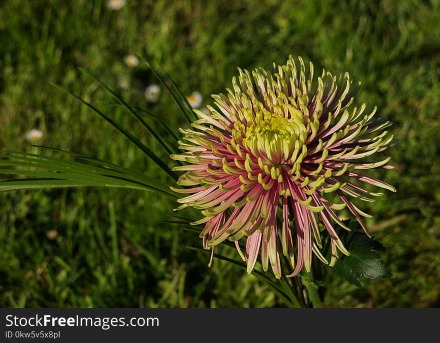 Plant, Flower, Flora, Thistle