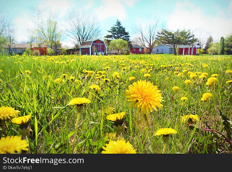 Flower, Yellow, Meadow, Field