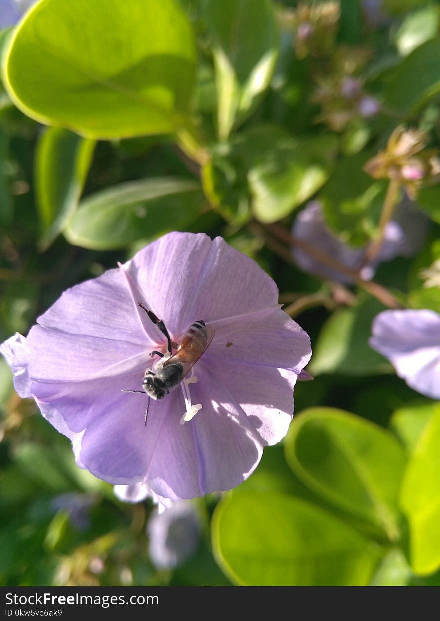 Flower, Plant, Flora, Annual Plant