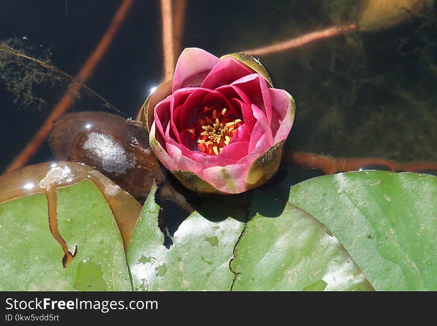 Flower, Plant, Pink, Flowering Plant