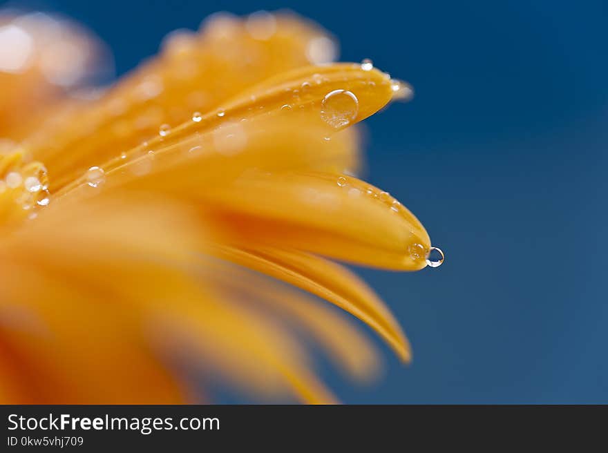 Yellow, Macro Photography, Close Up, Drop